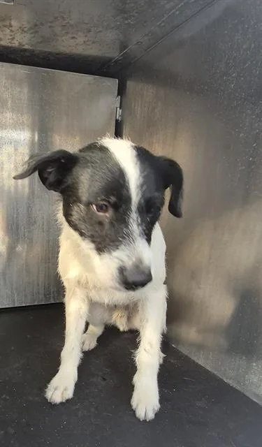 A young medium-sized male Terrier dog named Zorro for adoption in San Antonio, TX
