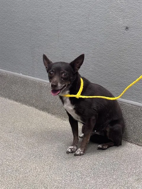 Darla