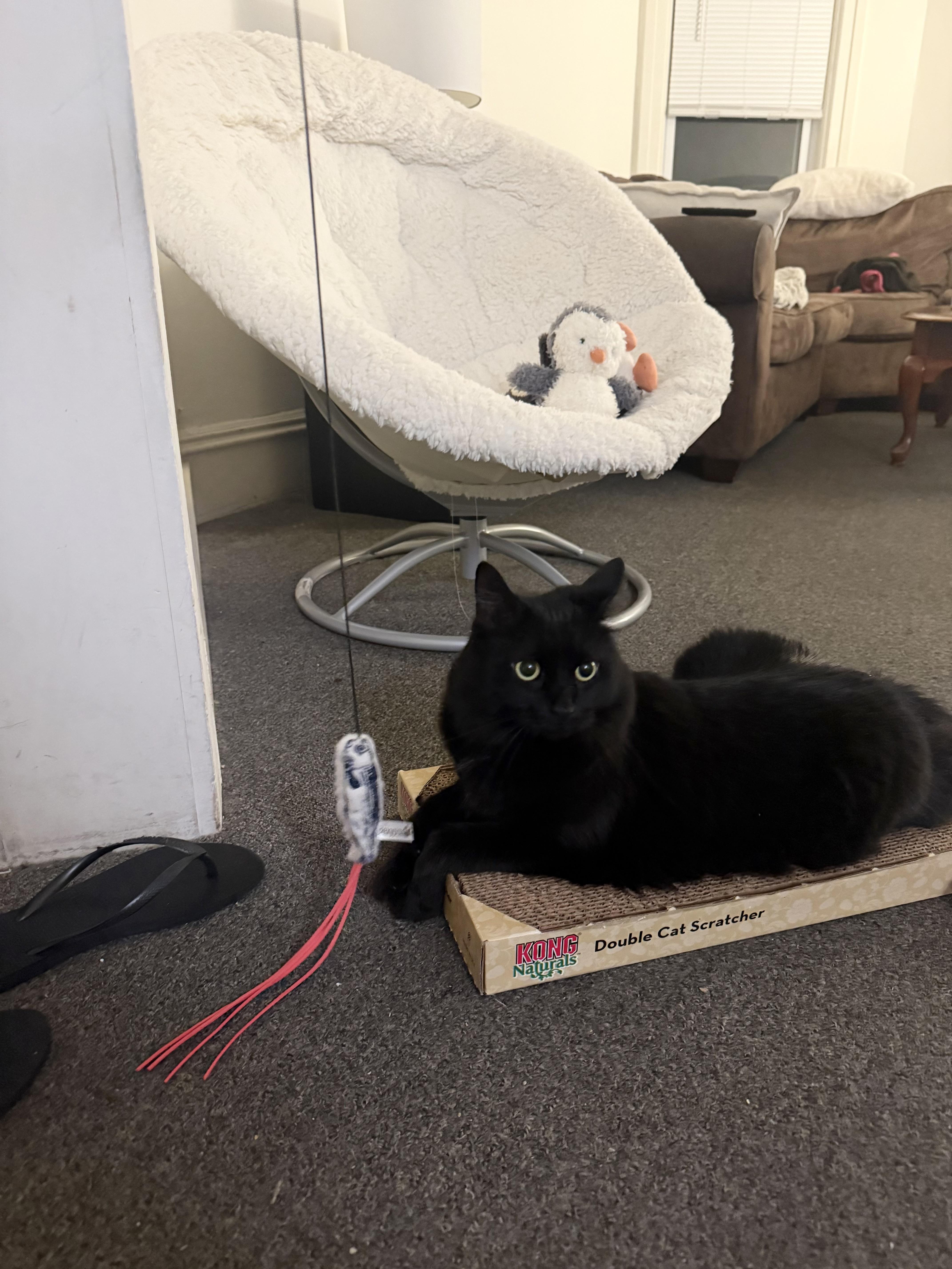 Blackie