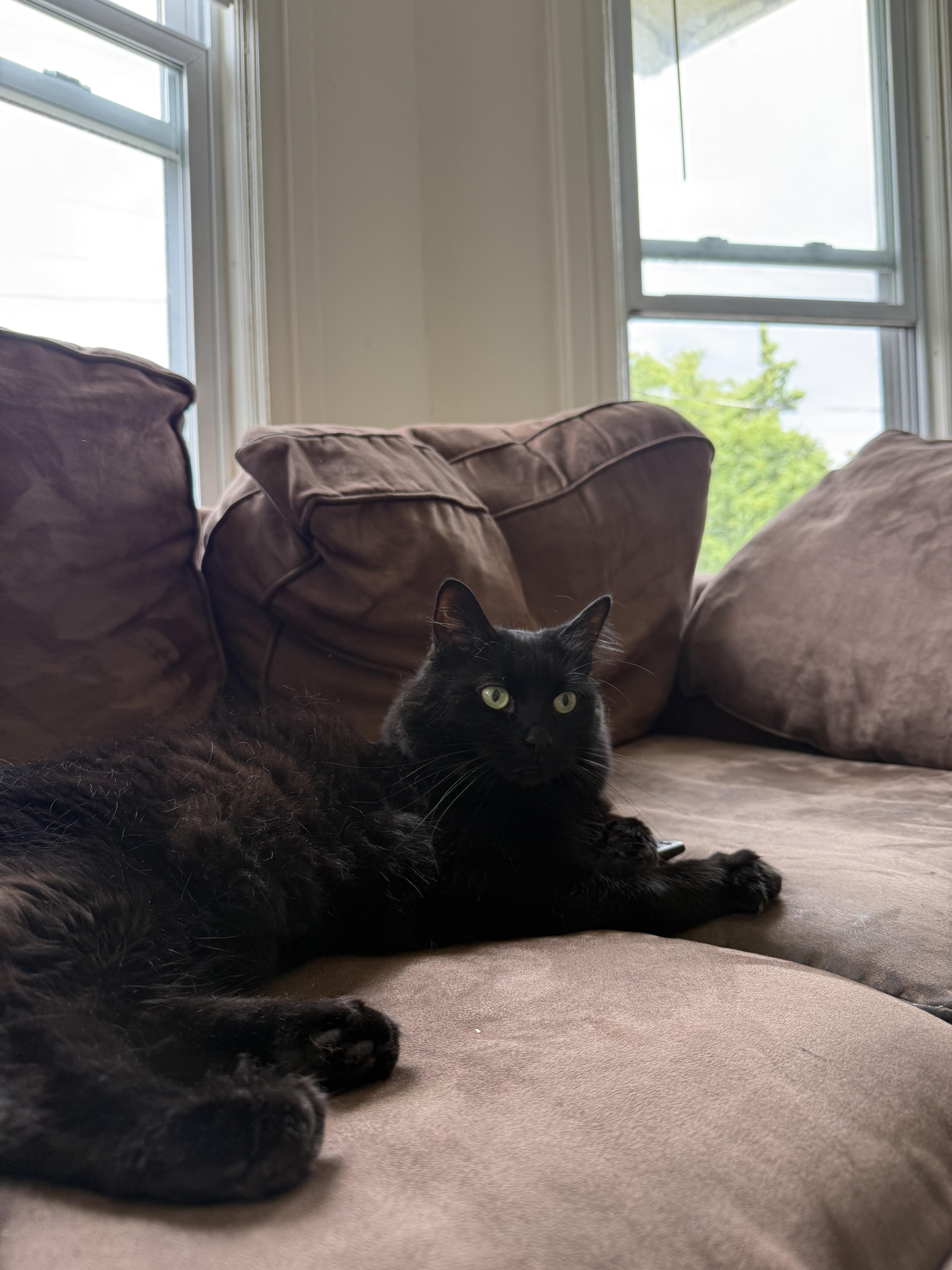 Blackie thumbnail 2