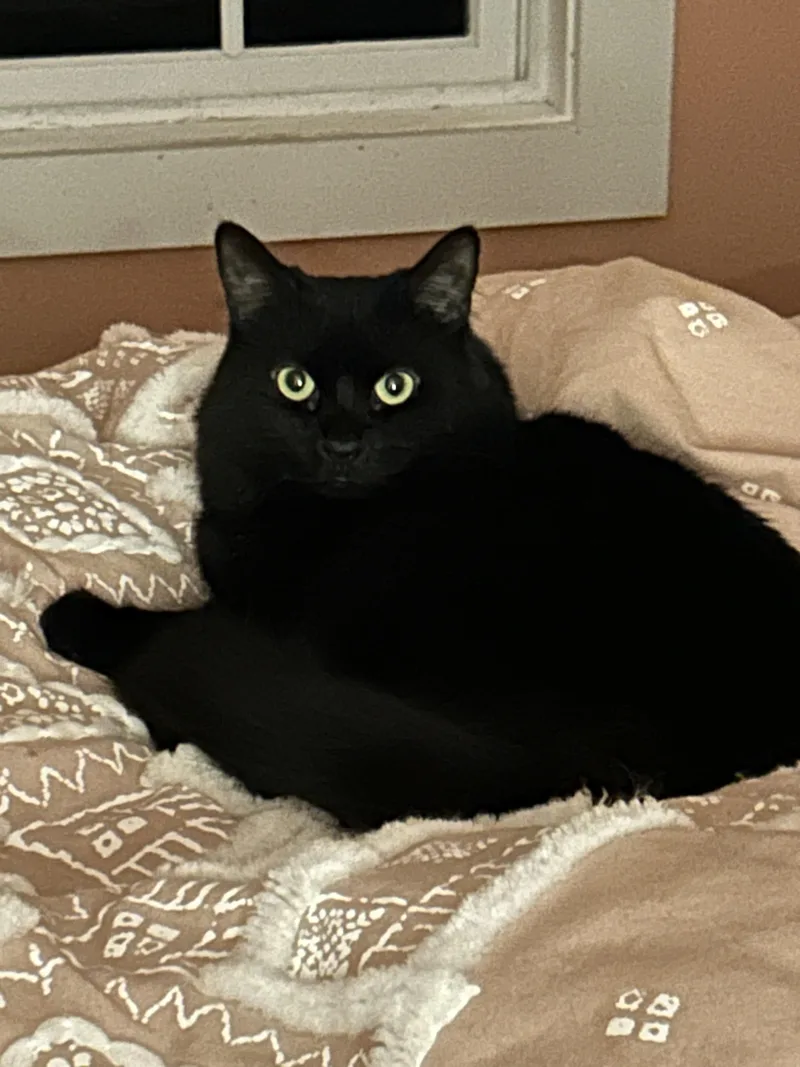 Blackie thumbnail 4