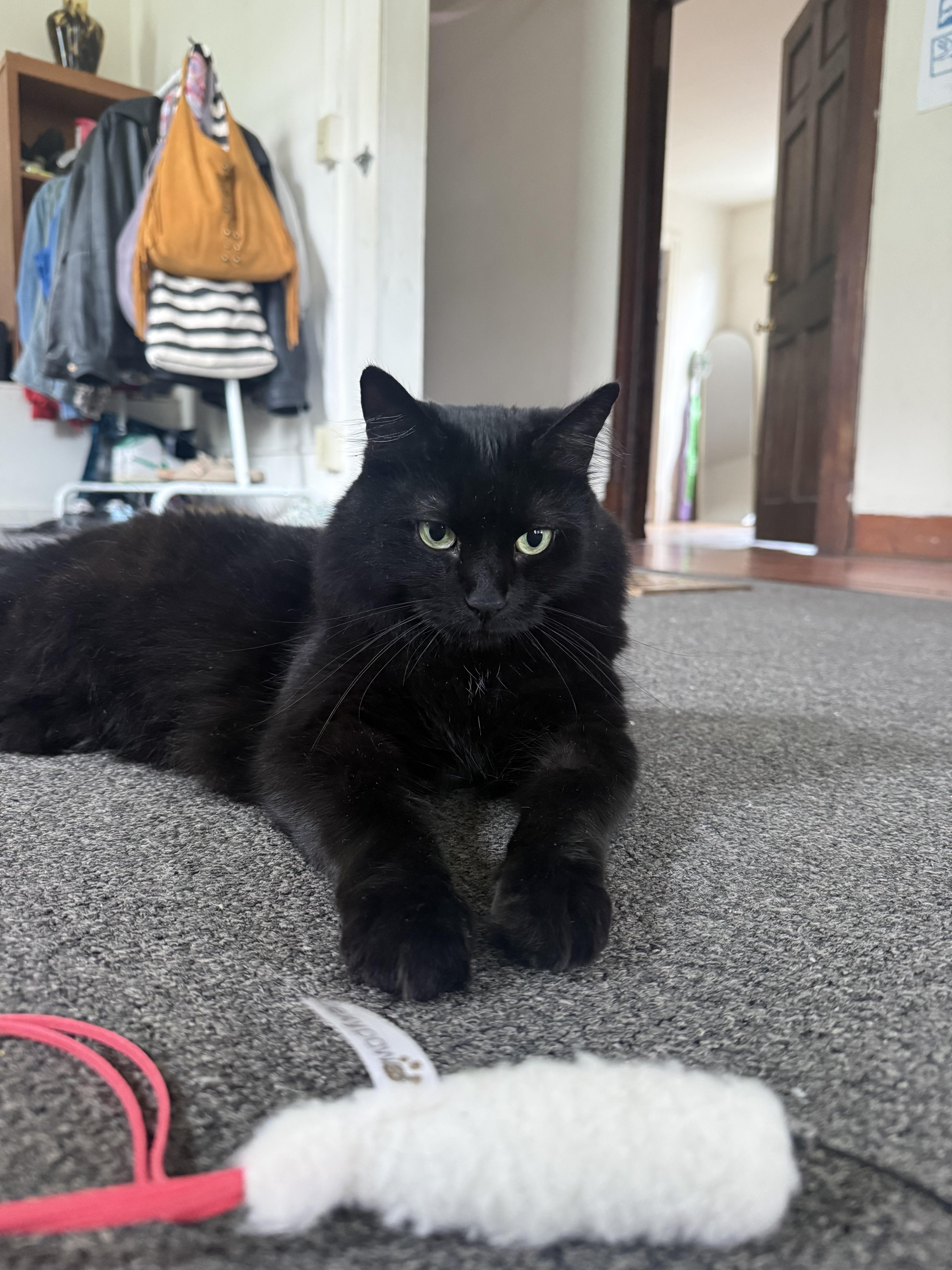 Blackie thumbnail 5