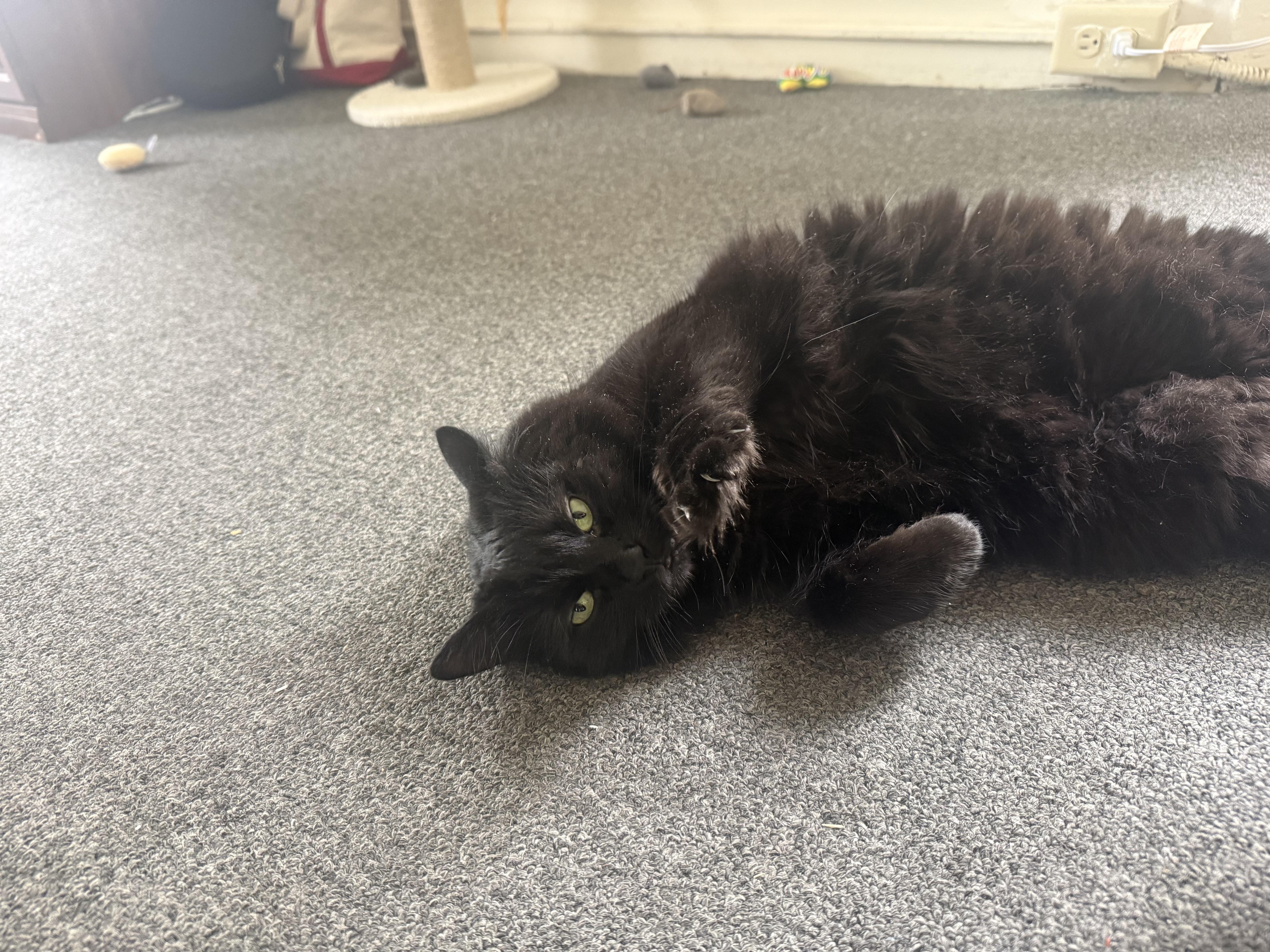 Blackie thumbnail 6