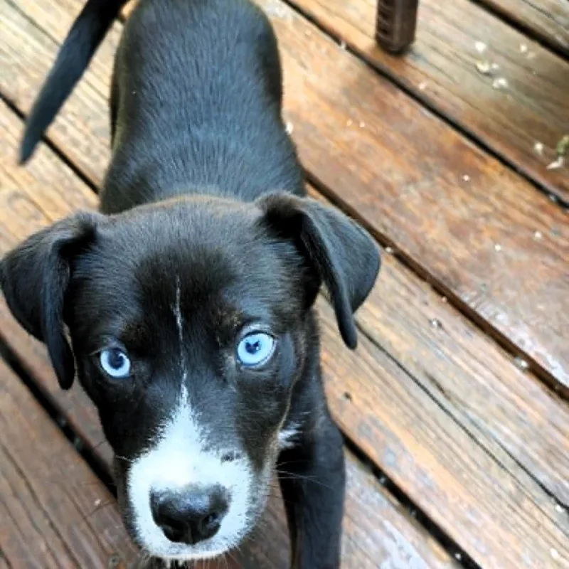 A baby small-sized male Black Labrador Retriever dog named Chicago for adoption in Michigan City, IN