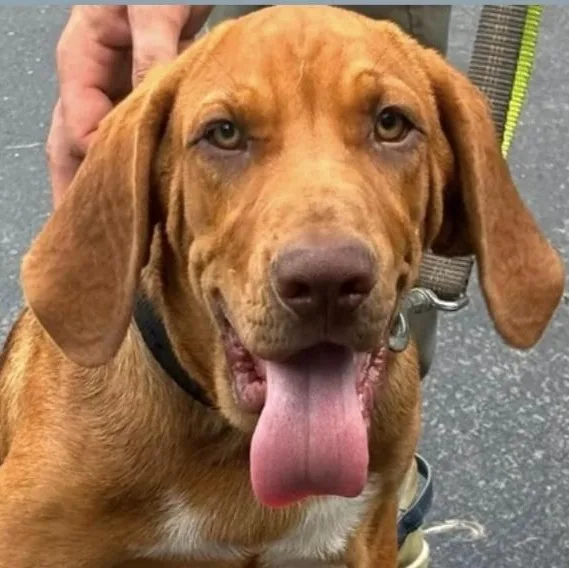 A baby medium-sized male Red / Chestnut / Orange Mixed Breed dog named Hunter for adoption in Parma, OH