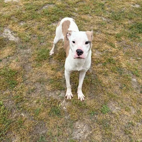 An adult medium-sized male White / Cream Pit Bull Terrier dog named Jasper for adoption in Valdosta, GA