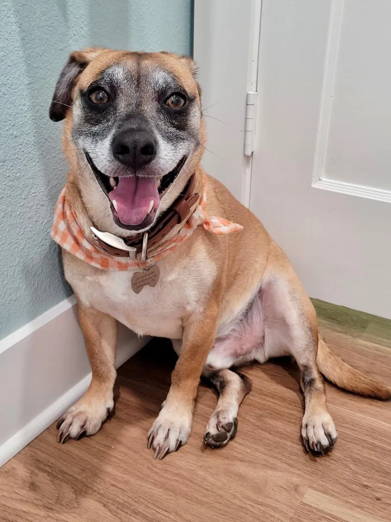 An adult medium-sized male Yellow / Tan / Blond / Fawn Mixed Breed dog named Malone for adoption in Houston, TX