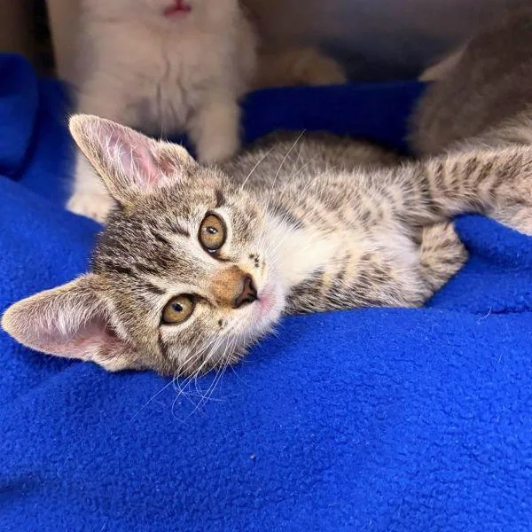 A baby small-sized female Domestic Short Hair cat named Keroppi for adoption in Walnut Creek, CA