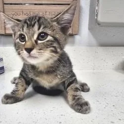 A baby small-sized male Brown / Chocolate Domestic Short Hair cat named Chai for adoption in Bullhead City, AZ