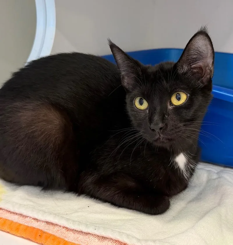 A baby medium-sized female Domestic Short Hair cat named Ebony for adoption in Columbia, IL