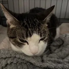 A senior medium-sized female Tabby (Brown / Chocolate) Domestic Short Hair cat named Cooper for adoption in Phoenix, AZ