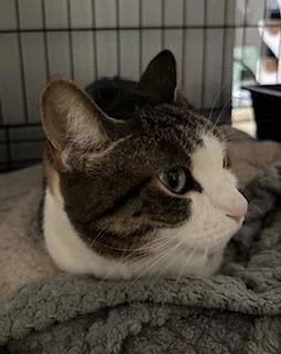 Cooper thumbnail 4