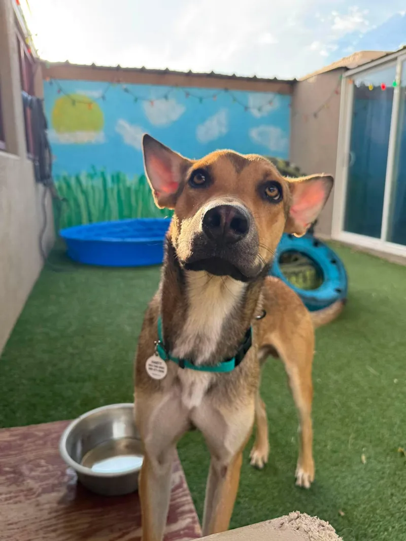 A young medium-sized male Shepherd dog named Tagalong for adoption in Phoenix, AZ