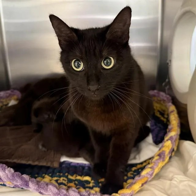 A young small-sized female Domestic Short Hair cat named Sea Shell for adoption in Riverside, CA