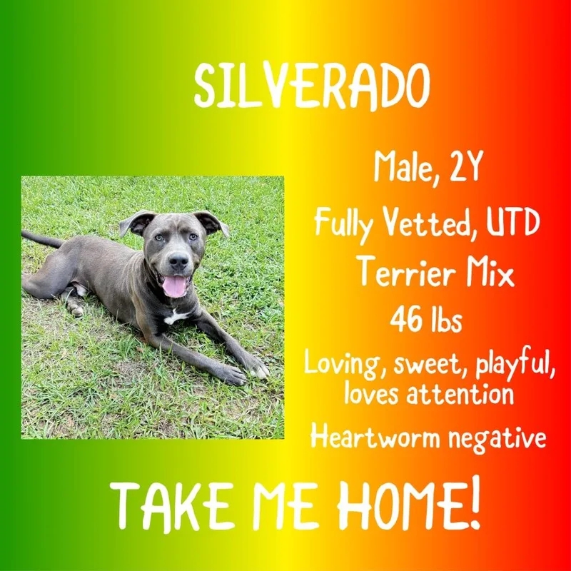 An adult large-sized male Gray / Blue / Silver Pit Bull Terrier dog named Silverado for adoption in Irvington, AL
