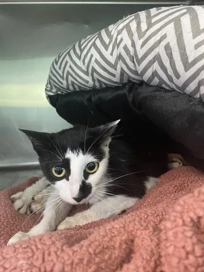 An adult small-sized female Domestic Short Hair cat named Tappan for adoption in Spruce Pine, NC