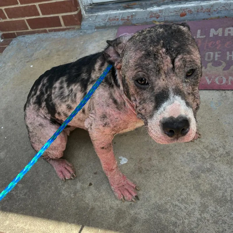 A young medium-sized female Black Pit Bull Terrier dog named Bumblebee for adoption in Greensboro, NC