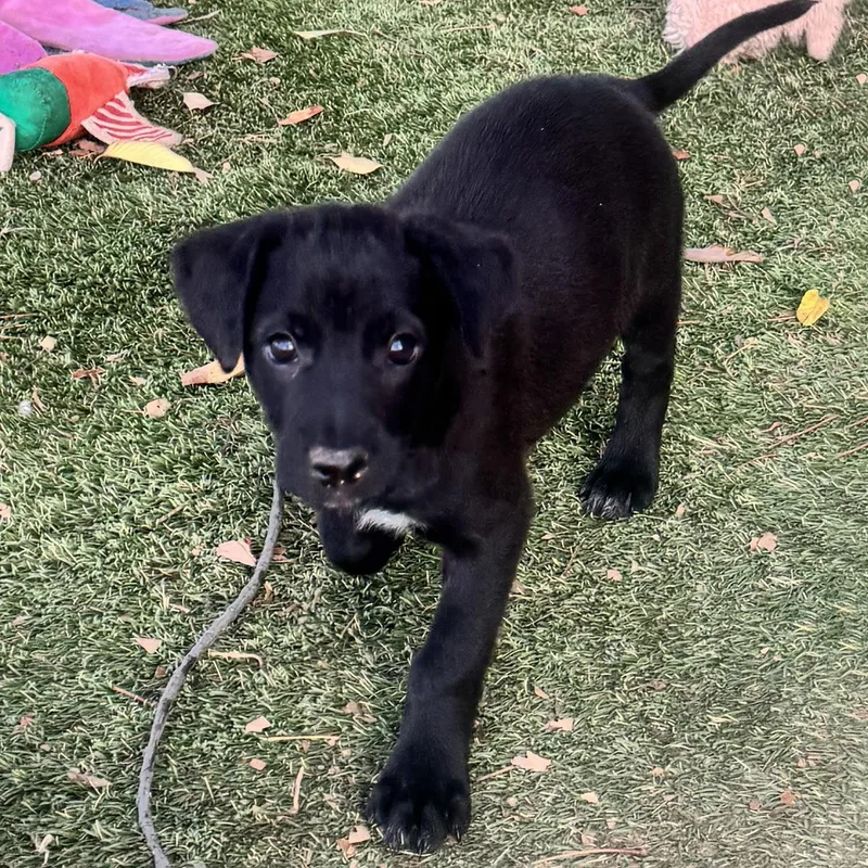 A baby large-sized female Labrador Retriever dog named Anthem Pup  Dawn for adoption in San Diego, CA