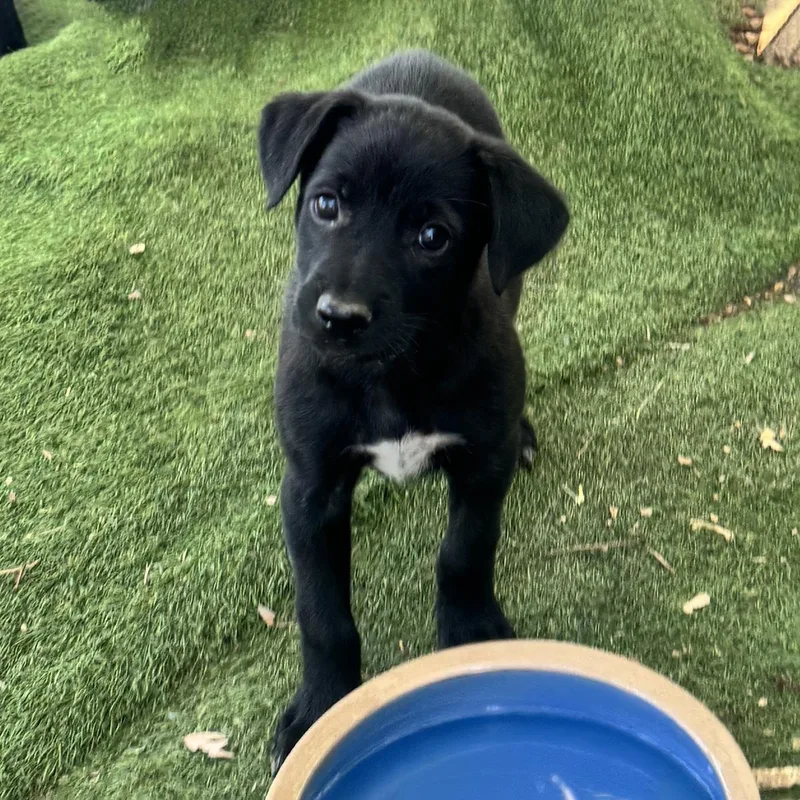 Anthem Pup  Dawn thumbnail 2