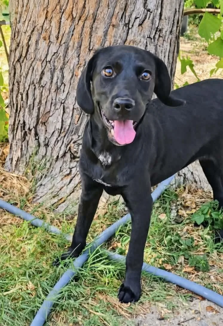 A baby small-sized female Black Beagle dog named Anna Marie for adoption in San Antonio, TX