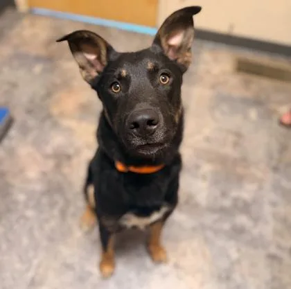A young medium-sized male Mixed Breed dog named Whiskey for adoption in Missoula, MT