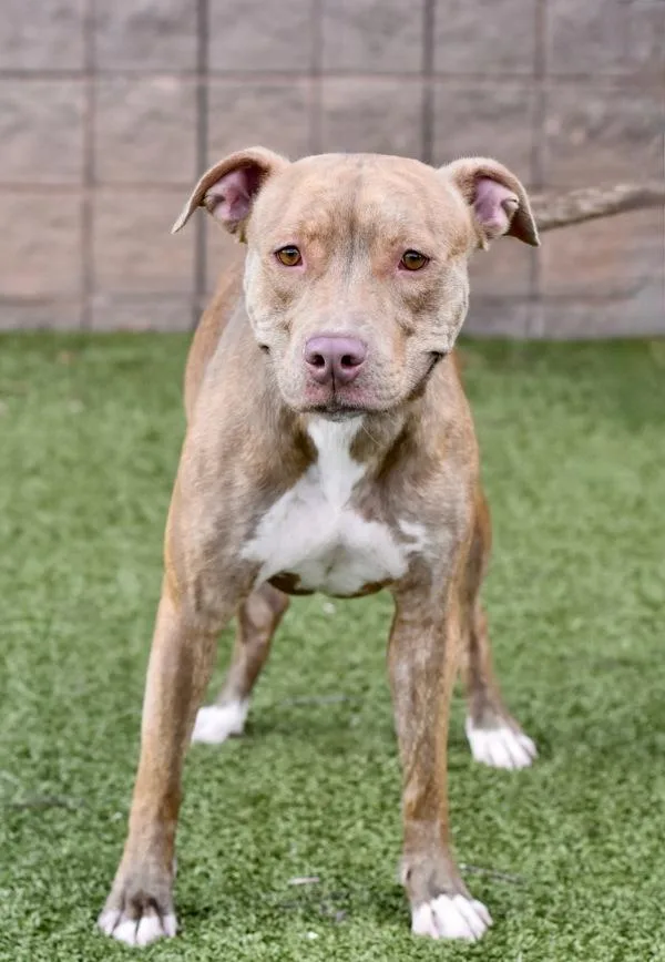 A senior medium-sized female Pit Bull Terrier dog named Moo Moo for adoption in Canton, GA