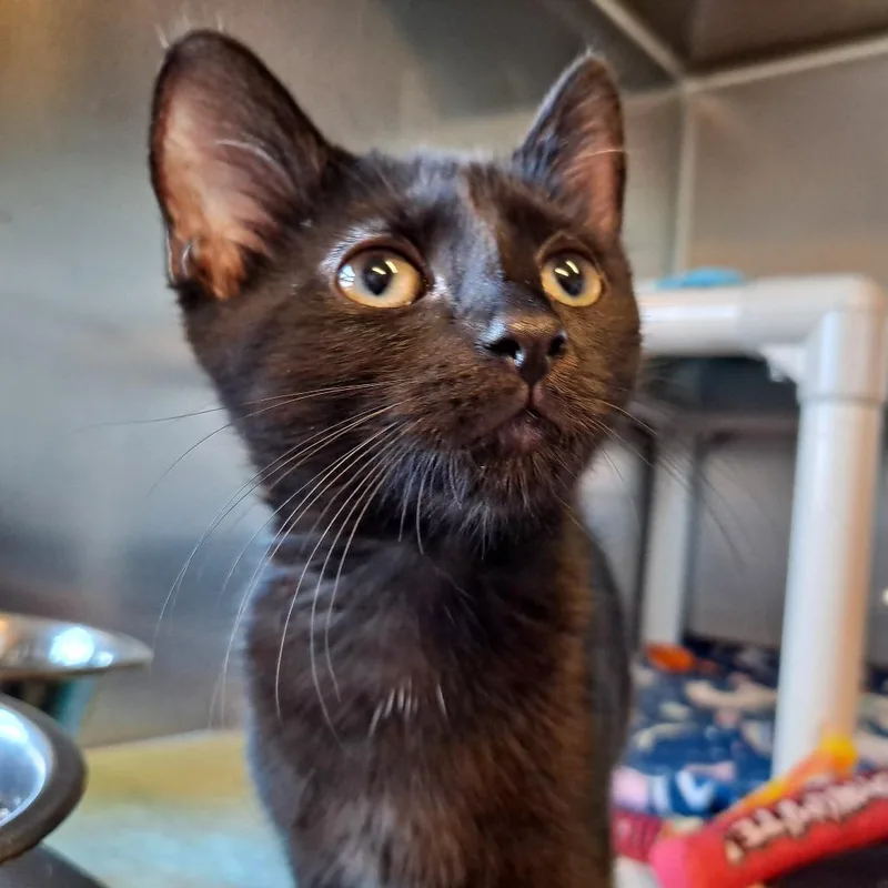 A baby small-sized female Black Domestic Short Hair cat named Buttercup for adoption in Rock Falls, IL