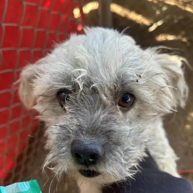 A senior large-sized male White / Cream Mixed Breed dog named Teddy Bear for adoption in Palm Springs, CA