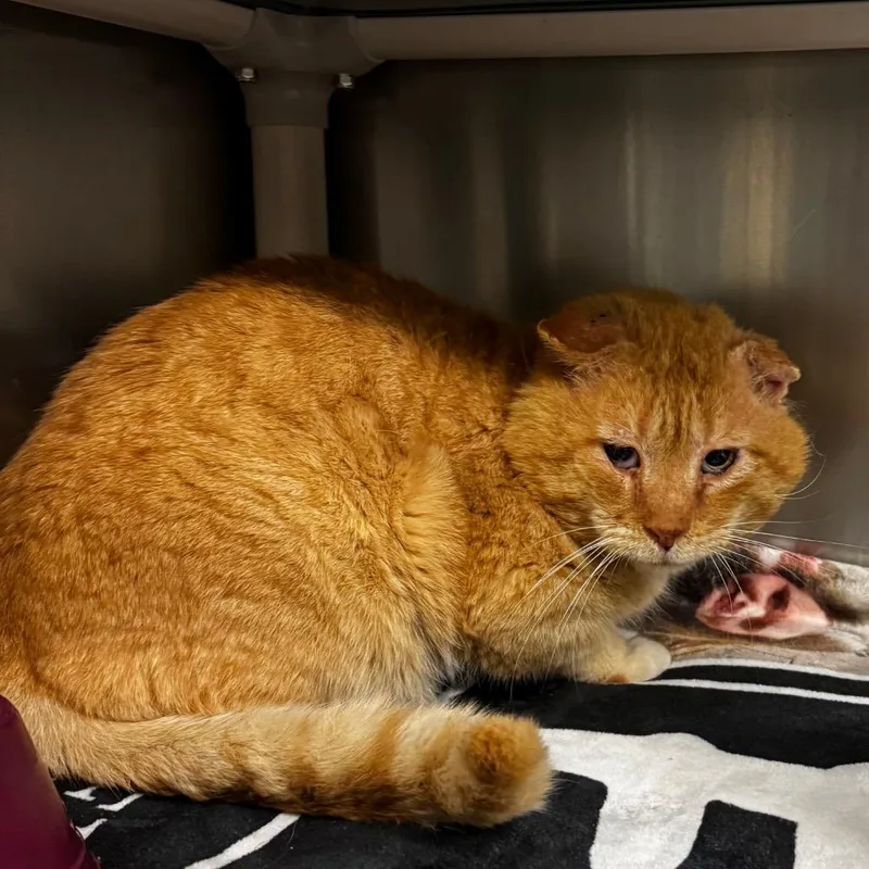 A senior large-sized male Orange / Red Domestic Short Hair cat named Sonny for adoption in Concord, NC