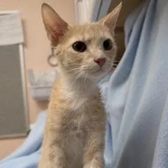 A baby medium-sized male Tabby (Orange / Red) Tabby cat named Kawasaki for adoption in Green Valley, AZ