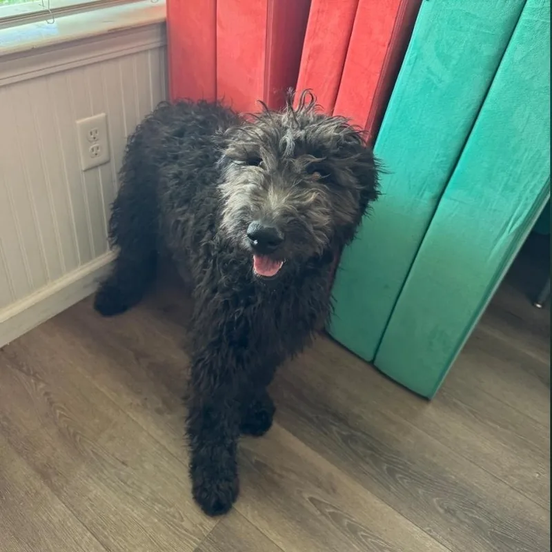 A young medium-sized female Black Labradoodle dog named Delilah for adoption in Brentwood, CA