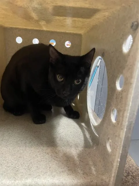 An adult medium-sized male Domestic Short Hair cat named Onyx for adoption in Tallahassee, FL