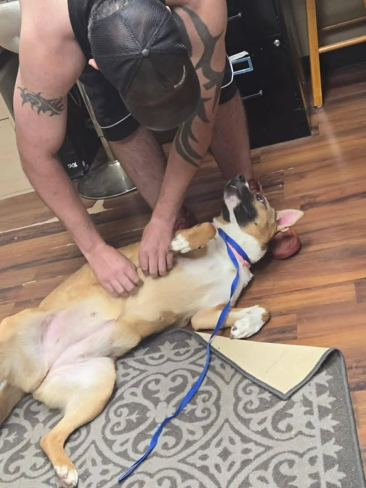 An adult large-sized female White / Cream Shepherd dog named Minnie for adoption in Dallas, TX