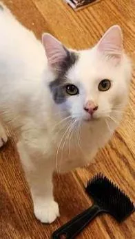 An adult small-sized male Domestic Medium Hair cat named Gerry for adoption in Fairfax, VA