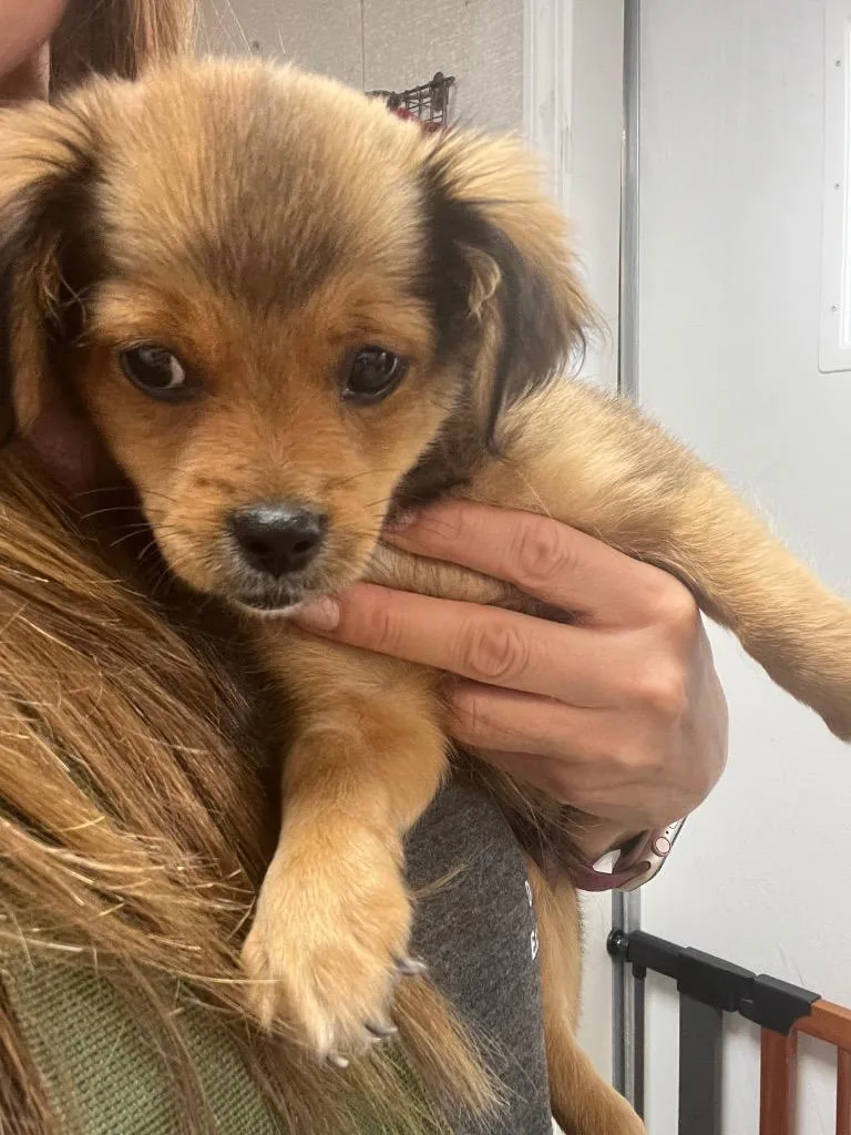 A young medium-sized male Pomeranian dog named Toby for adoption in Pomona, NY