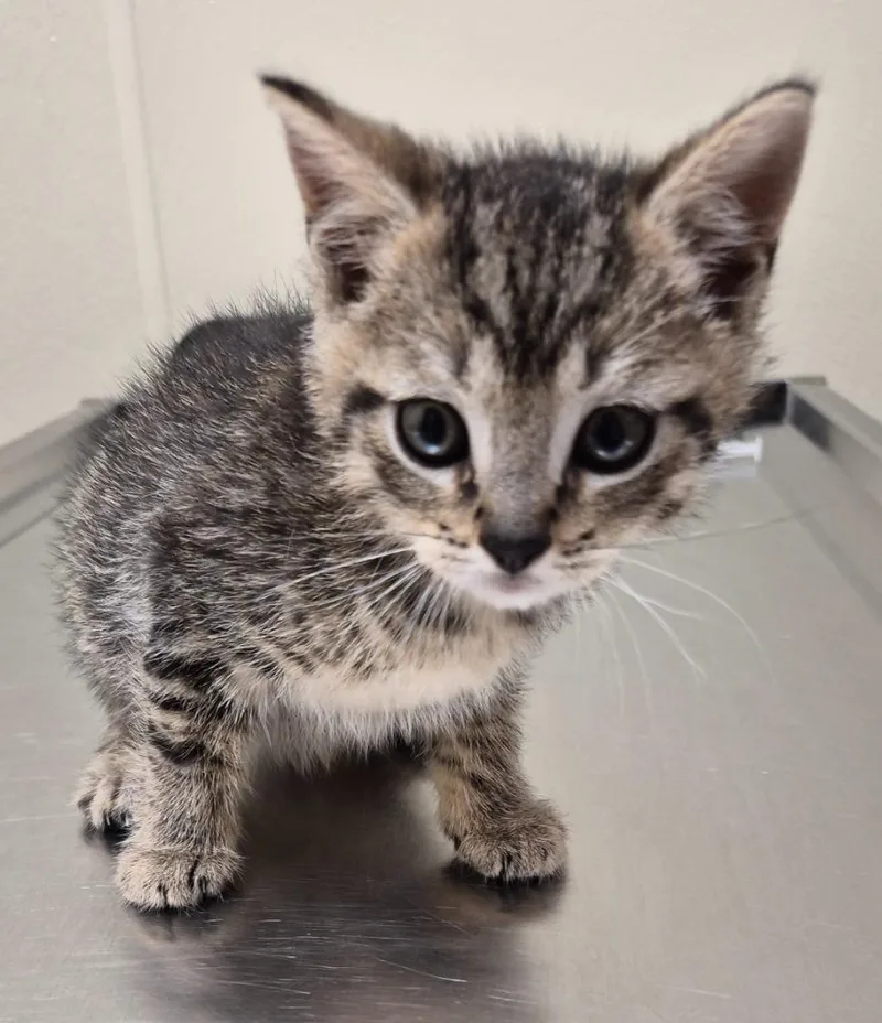 A baby medium-sized male Domestic Short Hair cat named Delphi for adoption in Christiansburg, VA