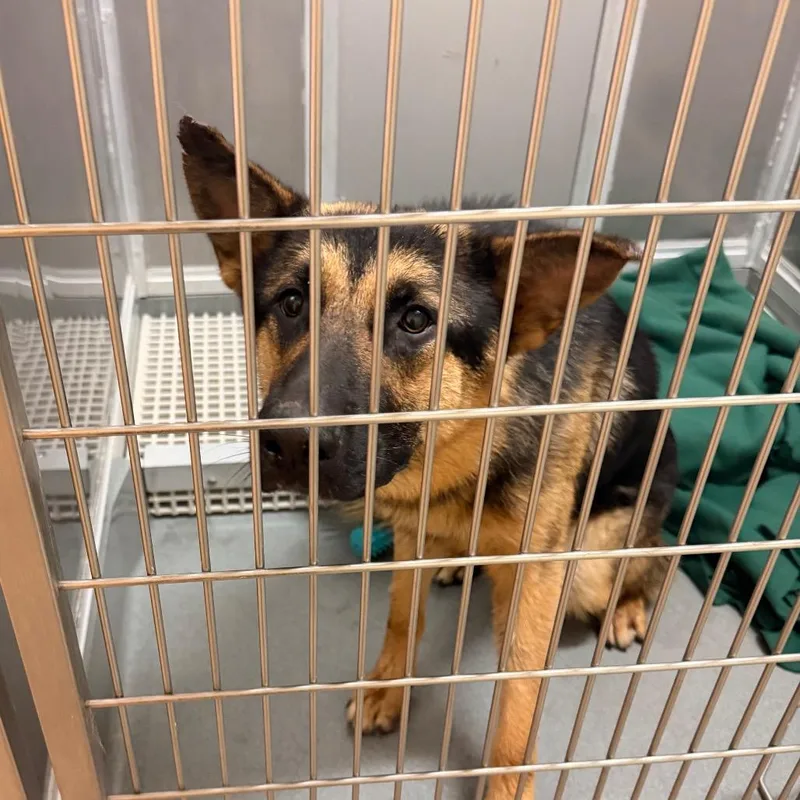 An adult small-sized male Black German Shepherd Dog dog named Norbi for adoption in Elizabeth City, NC
