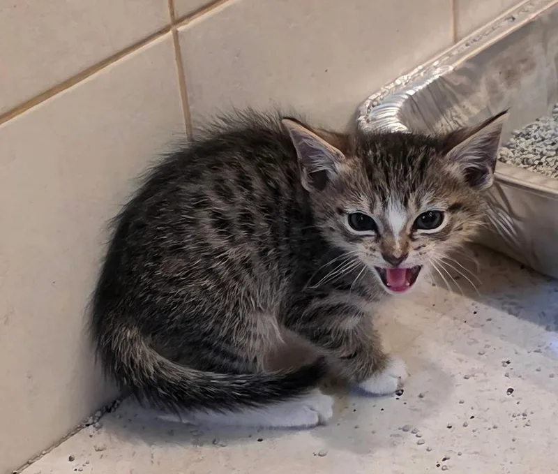 A baby medium-sized female Domestic Short Hair cat named Dulce for adoption in Pomona, NY