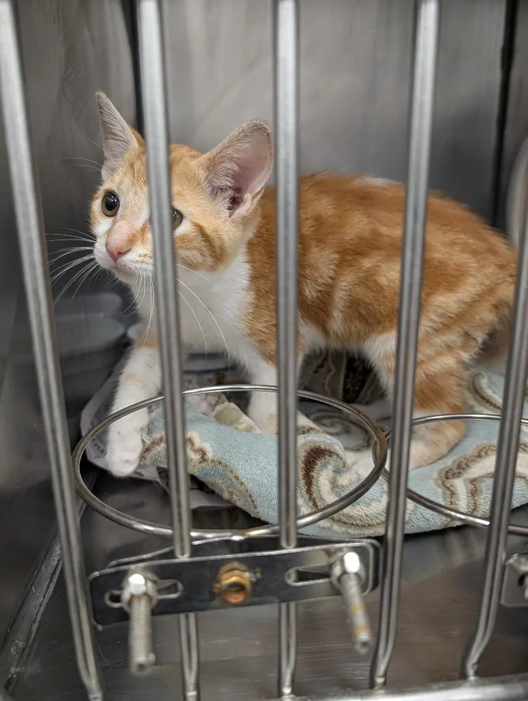 A baby small-sized female Domestic Short Hair cat named Fig for adoption in Angola, IN