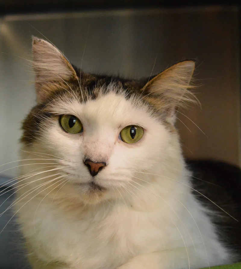 A young medium-sized female Domestic Long Hair cat named Azalea for adoption in House Springs, MO