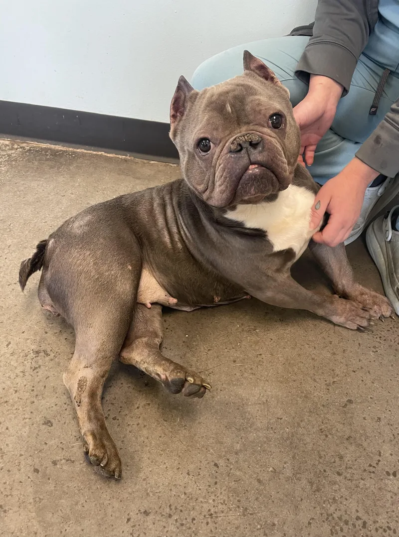 An adult medium-sized female Gray / Blue / Silver Mixed Breed dog named Niblet for adoption in Mishawaka, IN