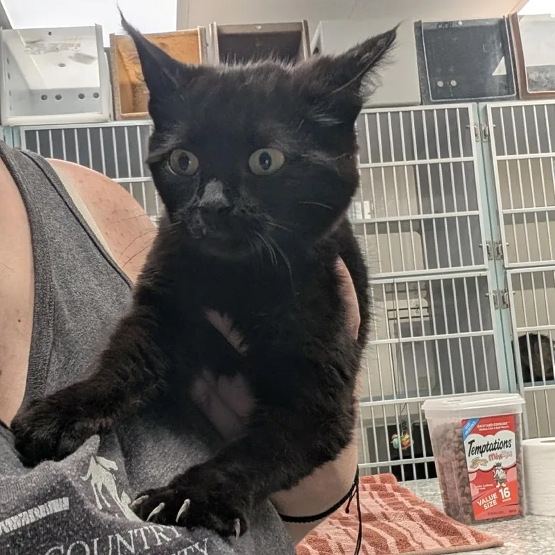 A baby small-sized female Black Domestic Medium Hair cat named Lumi for adoption in Buchanan Dam, TX