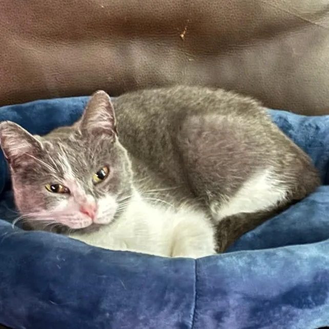 An adult medium-sized female Domestic Short Hair cat named Karen for adoption in Asheville, NC