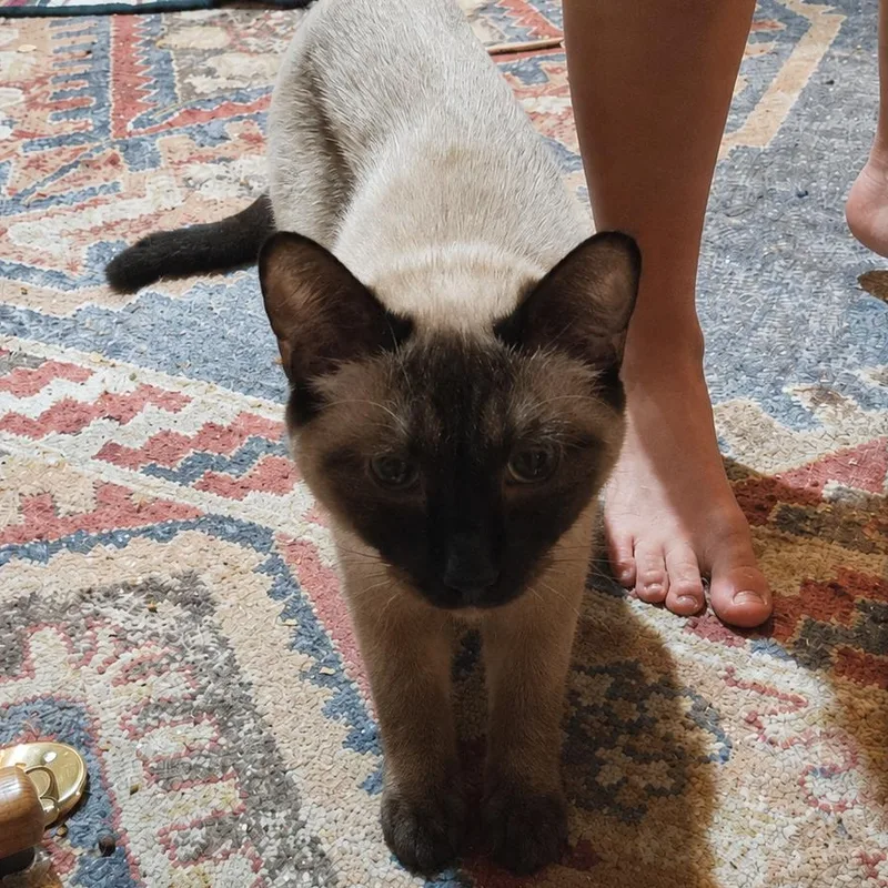 Cocoa