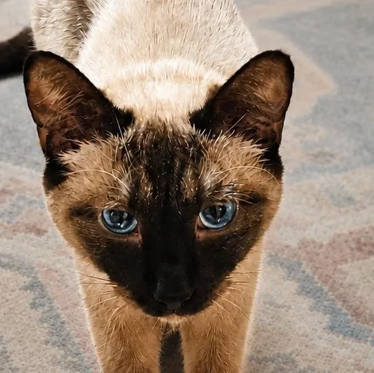 Cocoa thumbnail 2