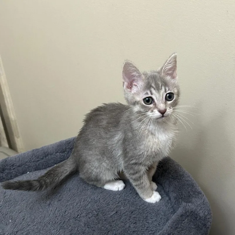 A young medium-sized female Tabby (Gray / Blue / Silver) Domestic Short Hair cat named East for adoption in Evanston, IL