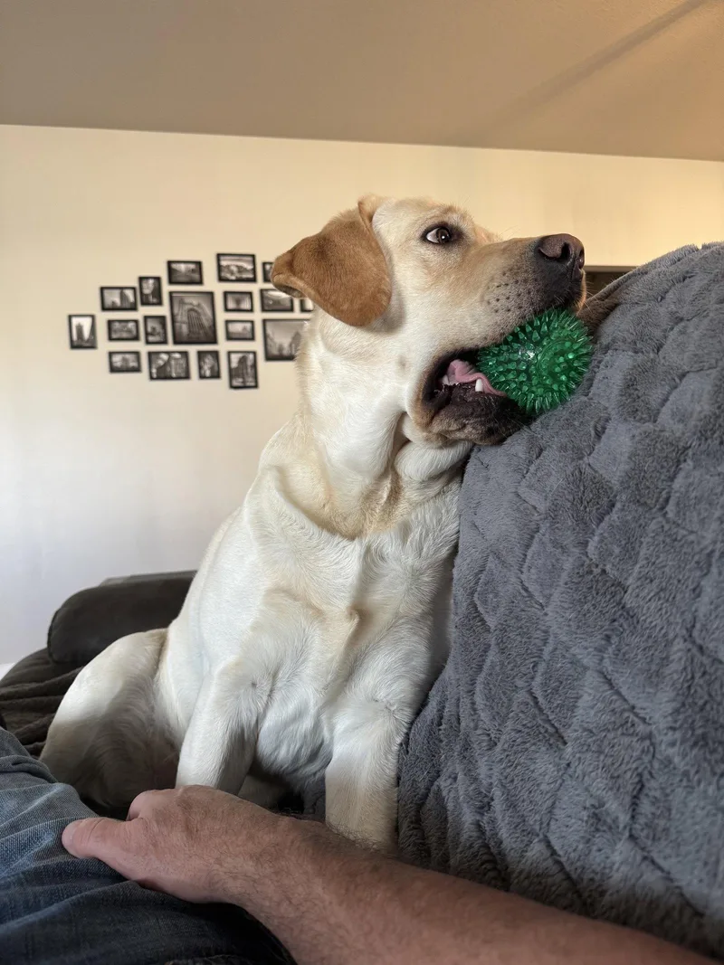 An adult large-sized male Yellow Labrador Retriever dog named Kodah for adoption in Fort Collins, CO