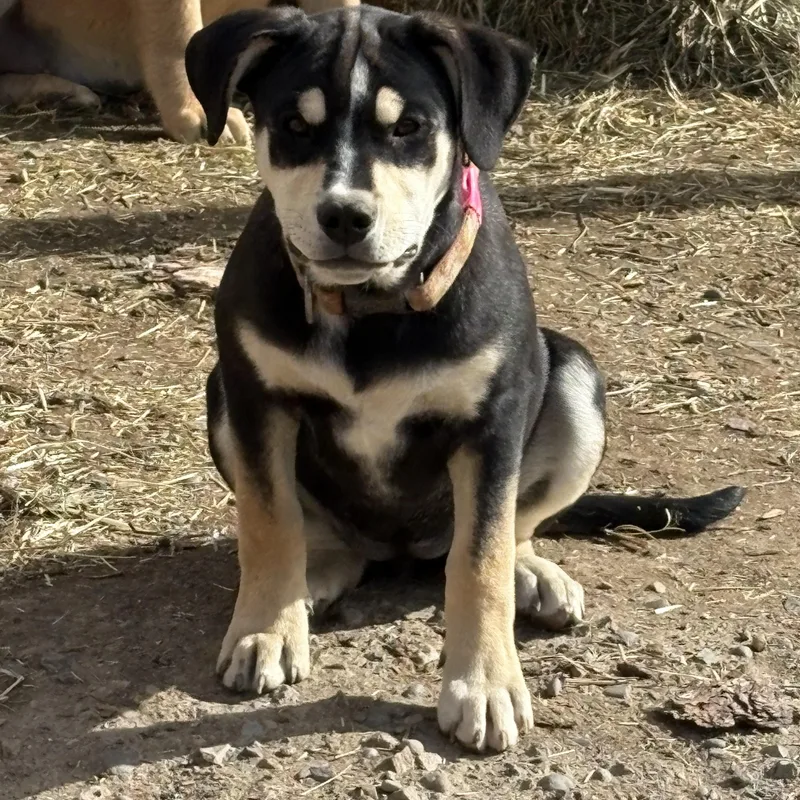 A baby large-sized male Shepherd dog named Carvers for adoption in Pagosa Springs, CO