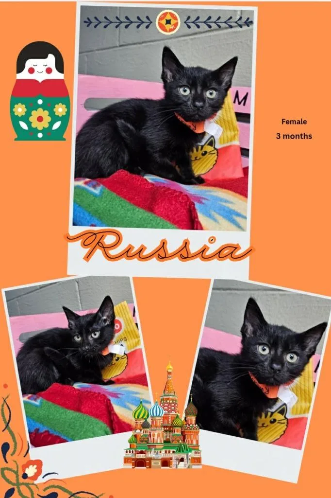 A baby large-sized female Domestic Short Hair cat named Russia for adoption in Blountville, TN