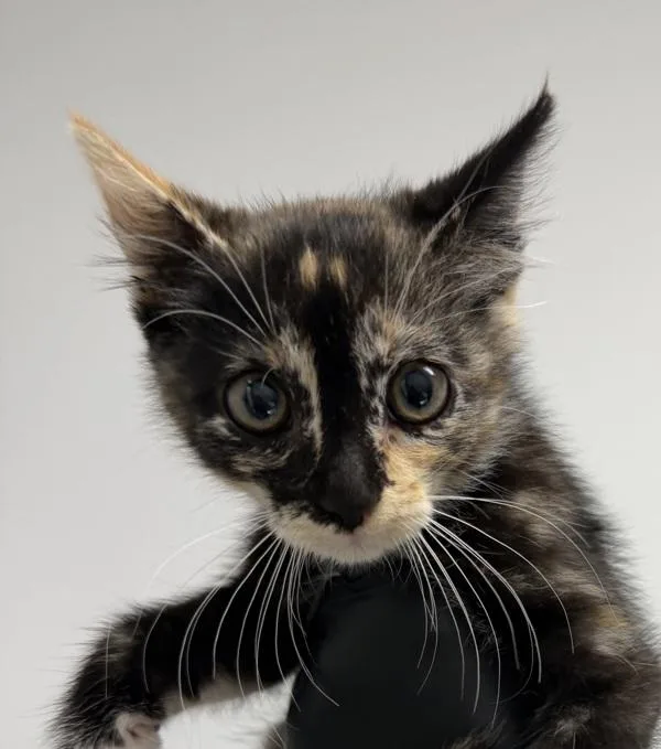 A baby medium-sized female Domestic Short Hair cat named Sofie for adoption in San Diego, CA
